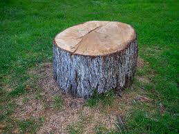 Reliable Waterford, WI Tree Care Solutions