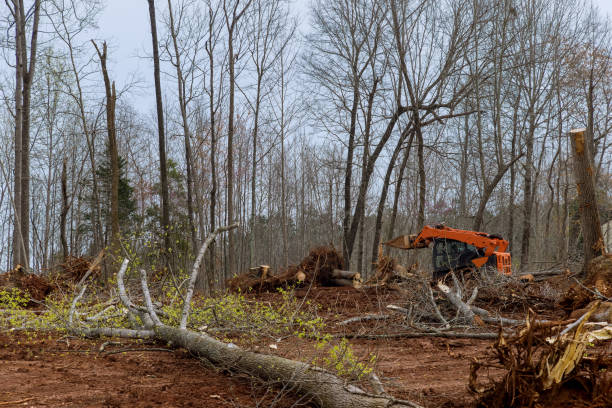 How Our Tree Care Process Works  in  Waterford, WI