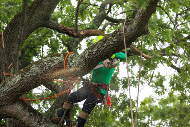 Best Stump Grinding and Removal  in Waterford, WI