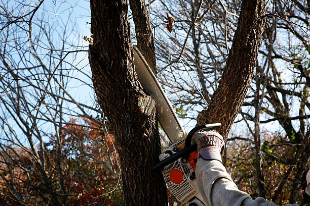 Best Tree Removal  in Waterford, WI
