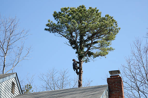  Waterford, WI Tree Care Pros