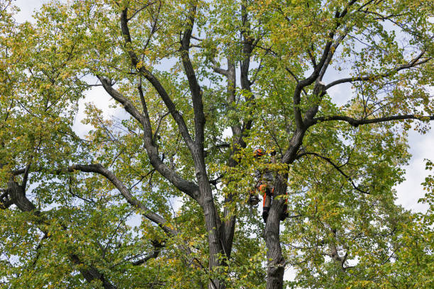 Best Firewood Processing and Delivery  in Waterford, WI
